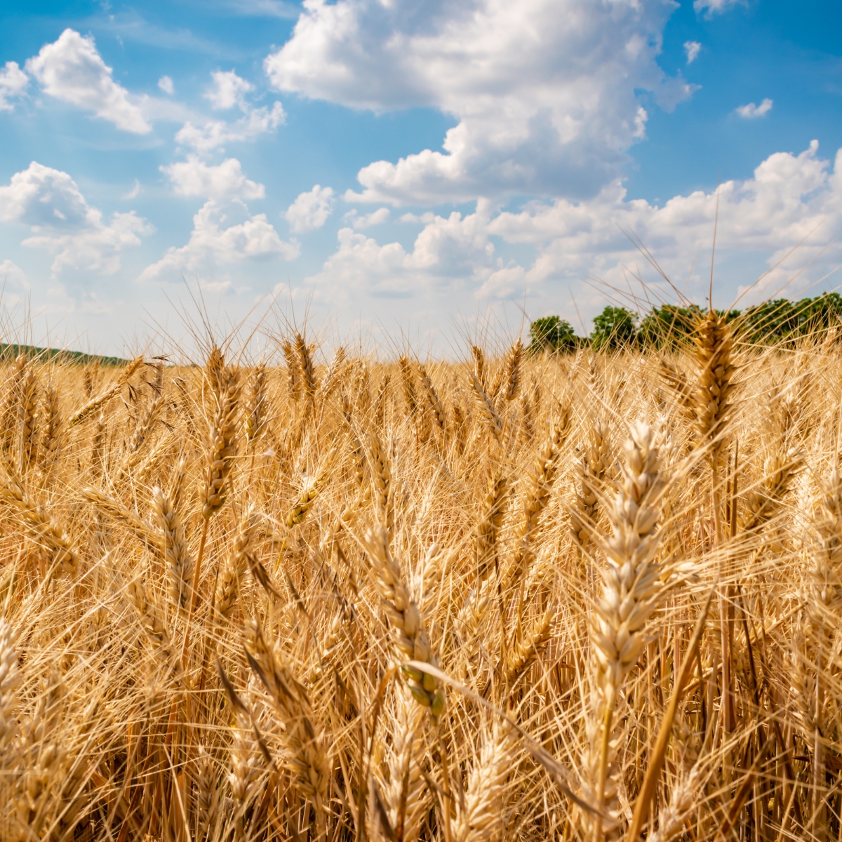 Poor Visibility on Crop Progress